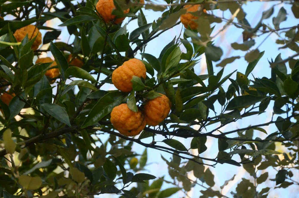 Большие косточки мандарина. Где растут мандарины в крыму. Кумкват. Цитрусовые субтропические растения. Лимандарин рангпур.