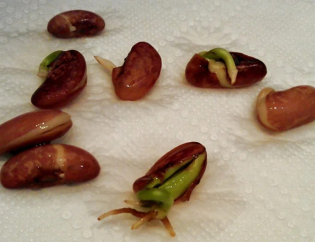 Тыква внутри. Семена проросшие внутри. Прорастание семян внутри томатов. Проросший помидор. Яблочные семена.