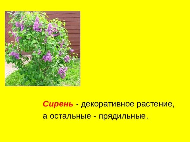 Прядильные растения примеры 2 No assured water: Irrigation rest house, office torched