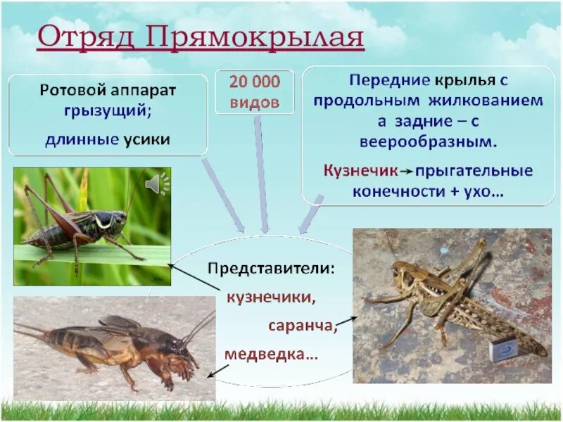 Сообщение по биологии прямокрылые. Представители отряда прямокрылых насекомых. отряд прямокрылые биология 7 класс. отряды насекомые 7 класс прямокрылые. отряды насекомых биология 7 класс прямокрылые.