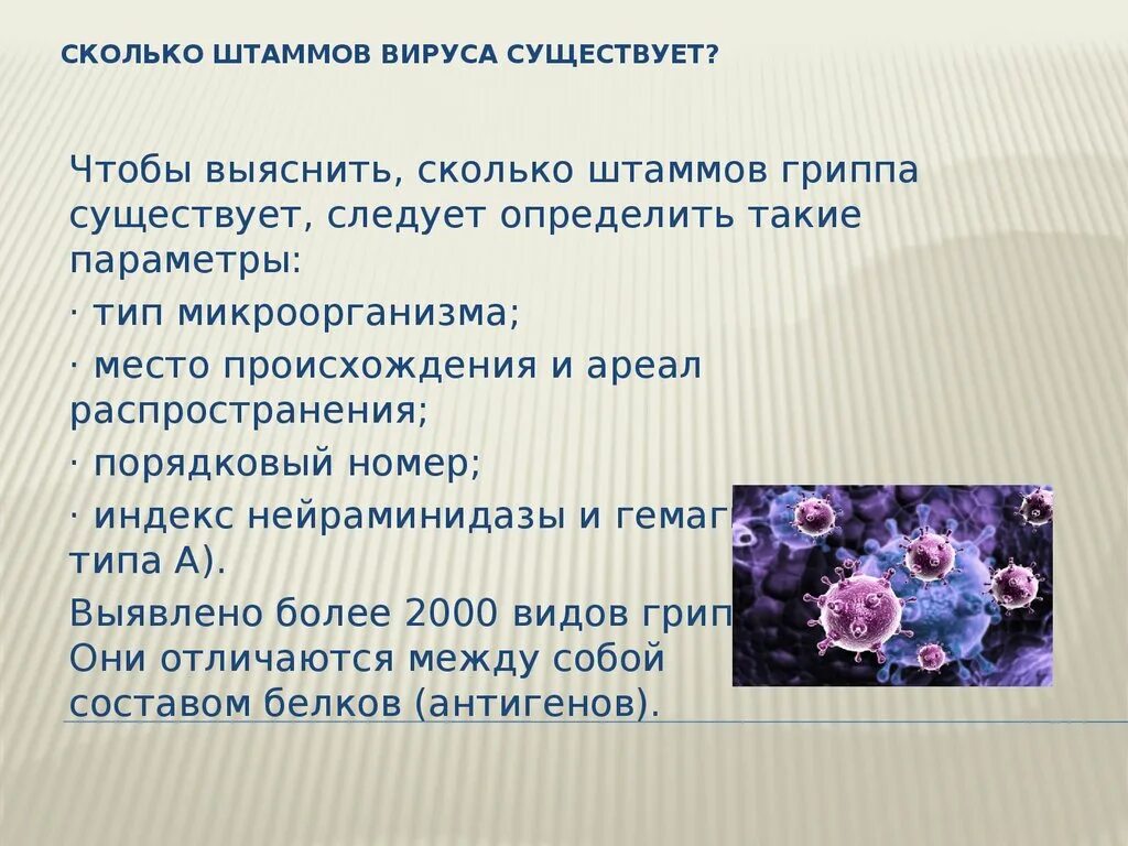 Сколько штаммов вируса гриппа существует. Сколько существует вирусов на земле. Сколько насчитывается вирусов. Сколько всего вирусов. Сколько живет вирус на поверхности