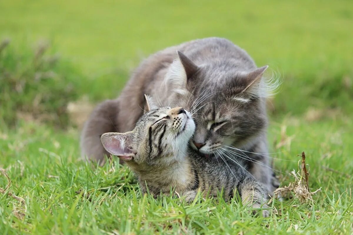 Кошки любовь. Кошка с котятами. Котики обнимаются. Кошка на природе. Картинки с любящими котиками