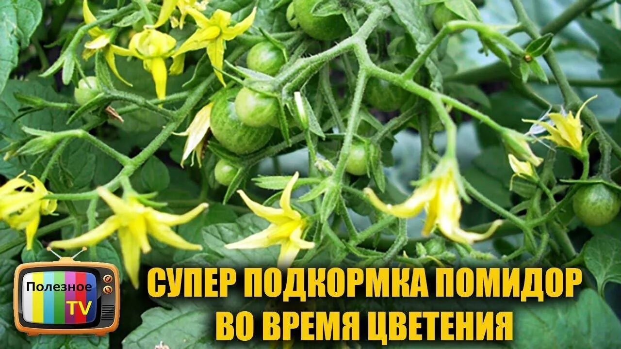 Подкормка для завязи помидоров. Бор для томатов опрыскивание. Средство для завязи томатов. Средство для завязи помидор. Чем подкормить помидоры во время цветения в теплице.