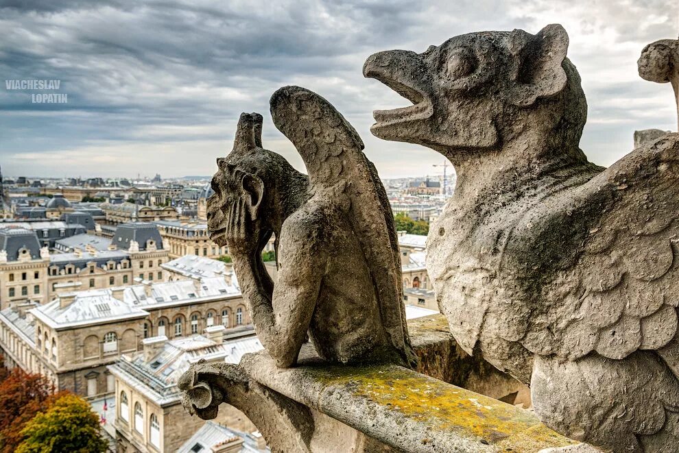 собор парижской богоматери горгульи. химеры парижской богоматери. химеры собора парижской богоматери. химеры парижской богоматери. собор парижской богоматери гаргульи.