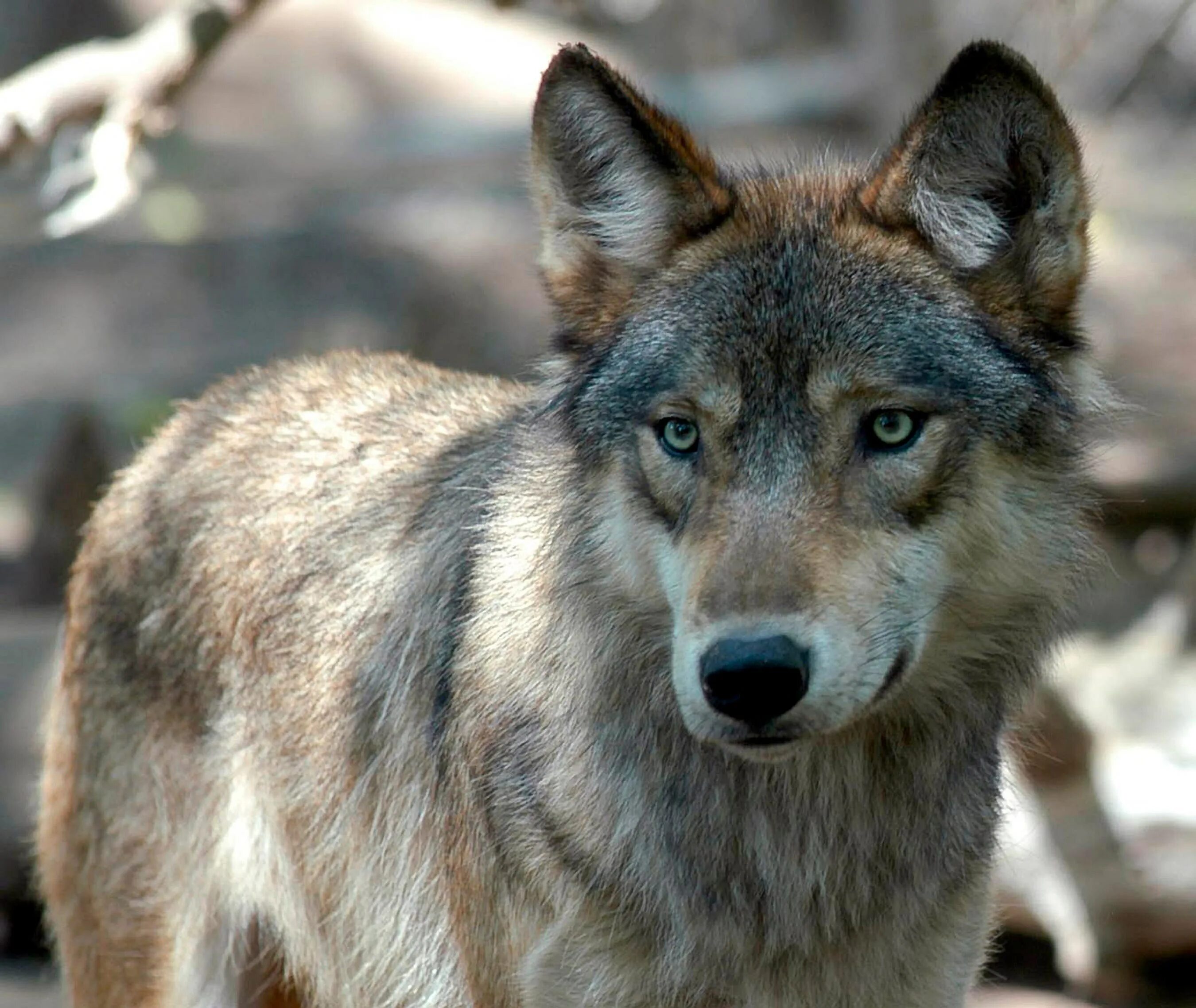 Про зверей волков. Волкособ. Сибирский волкособ. Волк canis Lupus. Макензенский волк.