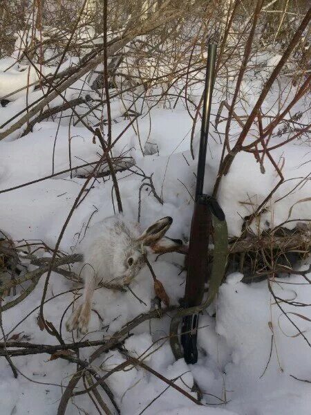 Охота на зайца петлями и капканами. Поймать зайца выражение. Капкан на кролика. Поймать зайца книга. Поймать зайца выражение.