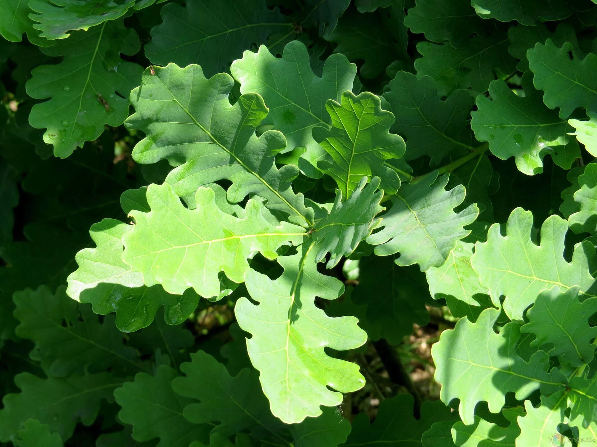 дуб черешчатый (quercus robur). дуб черешчатый дубрава. Quercus robur семена. дубовая галлица. сайт дубовых.