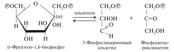 3-Фосфоглицеринового альдегида. Фруктозо 1 6 дифосфат формула. Фруктозо 1 6 дифосфат 3 фосфоглицериновый альдегид. Фосфоглицериновый альдегид формула.