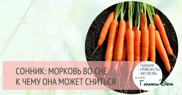 Сны к чему снится морковь