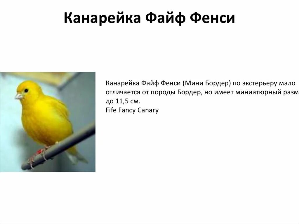 Canary перевод. Канарейки файф Фенси. Немецкая канарейка. Породы канареек. Интересные факты о канарейках.