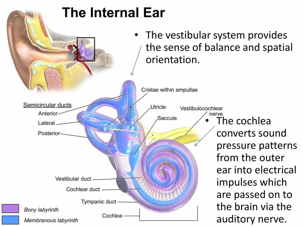 Полукружные каналы внутреннего уха. Полукружные каналы анатомия уха. Внутреннее ухо среднее ухо вестибулярный аппарат. Строение полукружных каналов внутреннего уха. Лабиринт улитки уха