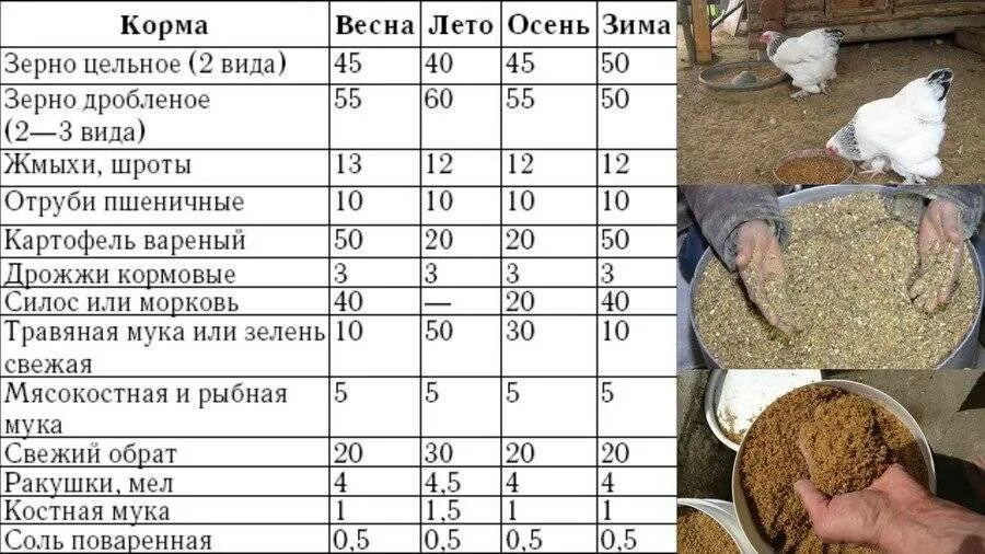 Можно ли кормить бройлеров комбикормом для несушек. Таблица комбикорма для кур несушек. рацион корма курей несушек. комбикорм кормовые смеси для кур несушек. нормы кормления цыплят бройлеров нормы.