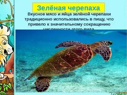 Международная красная книга животных черепаха