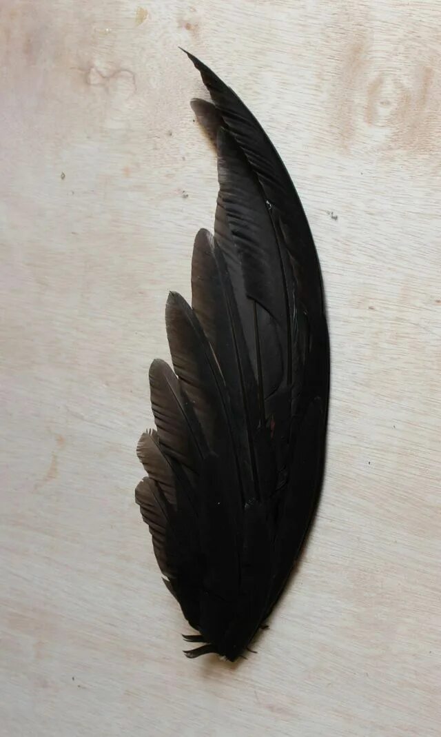 Черное перо птицы