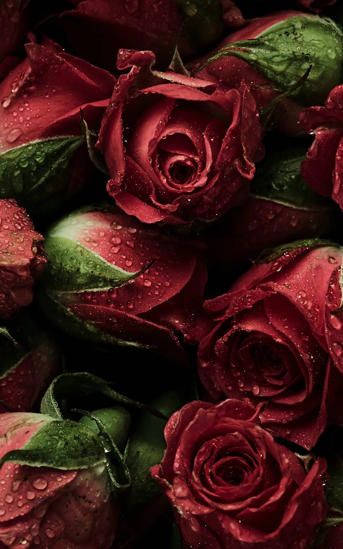 Темно бордовые розы. Шикарные бордовые розы. Красно бордовые розы. Розы на телефон вертикальные