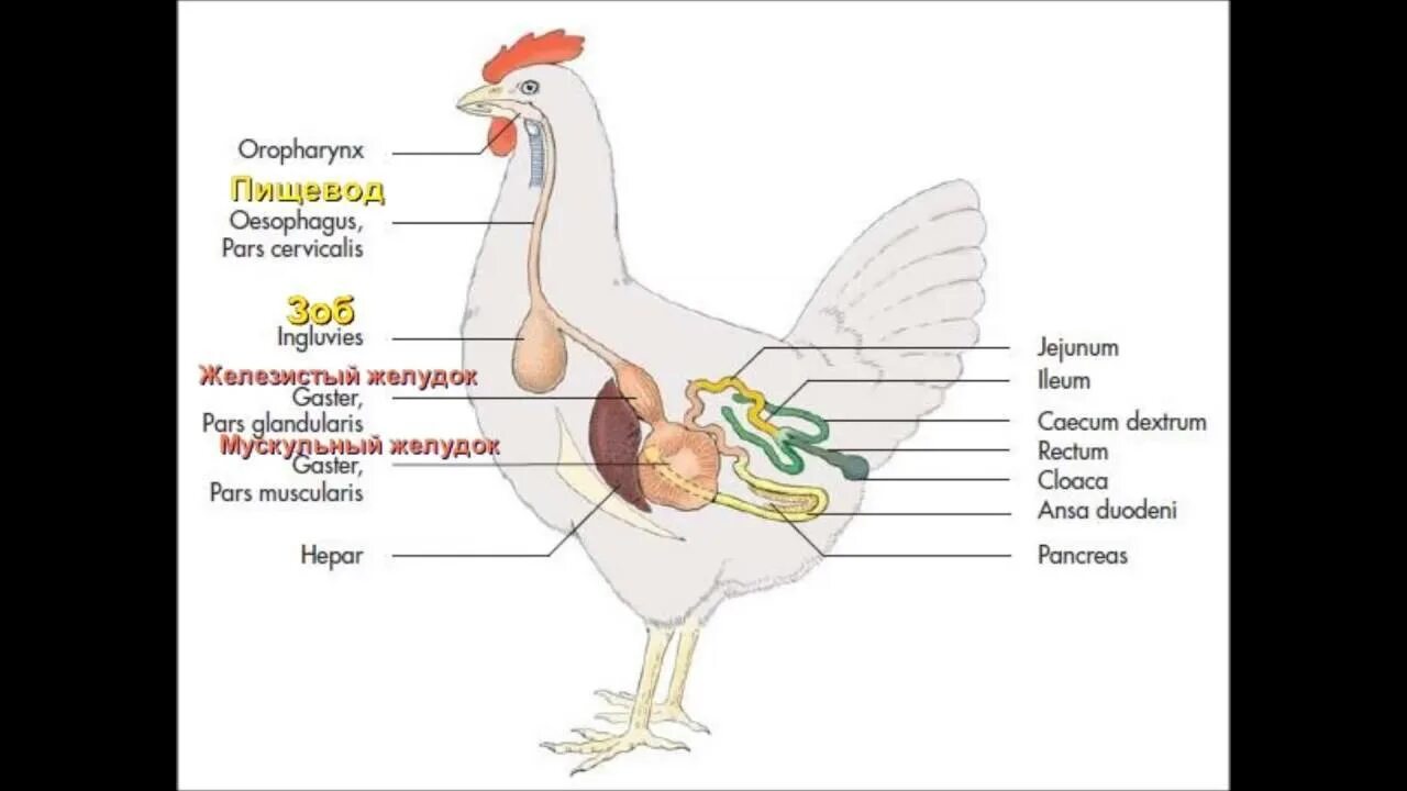 Строение курицы внутренние органы. Строение зоба у птиц. Пищеварительная система курицы анатомия. Пищеварительная система курицы схема.