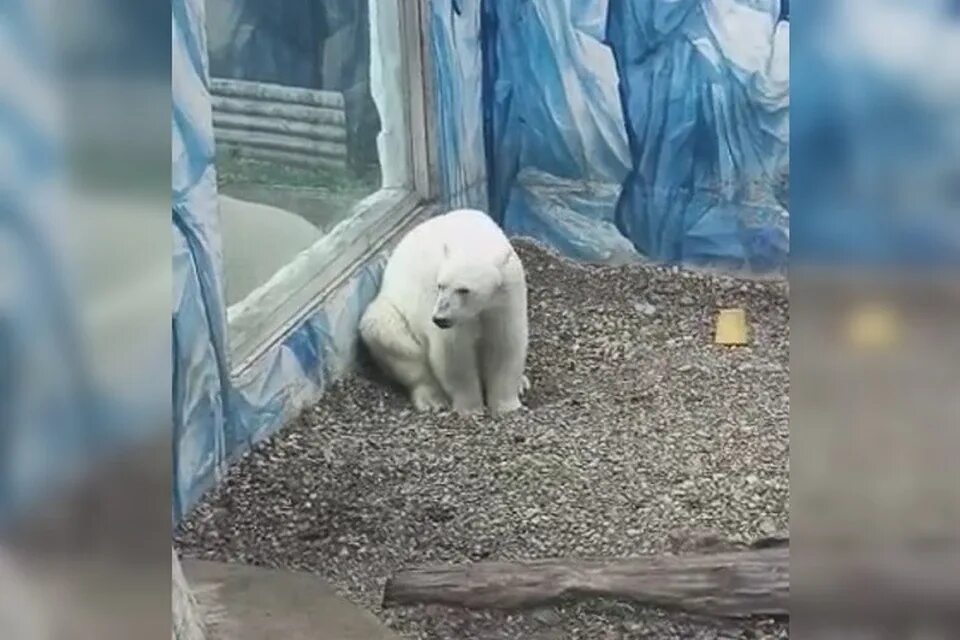 Алмаз переехал. Животные. Белый медведь в России.