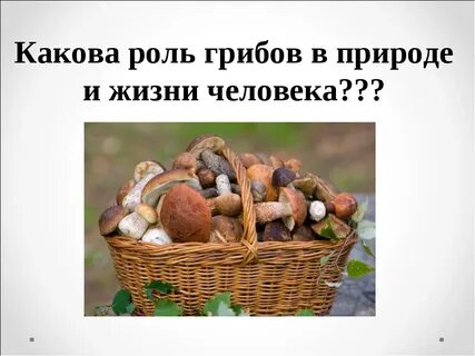 Какую функцию выполняют грибы в природе