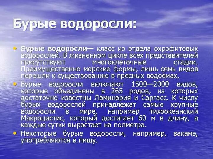 Реферат на тему водоросли. Ламинария зеленая водоросль. Морская капуста ламинария. Ламинария тип питания автотрофный. Презентация на тему бурые водоросли.