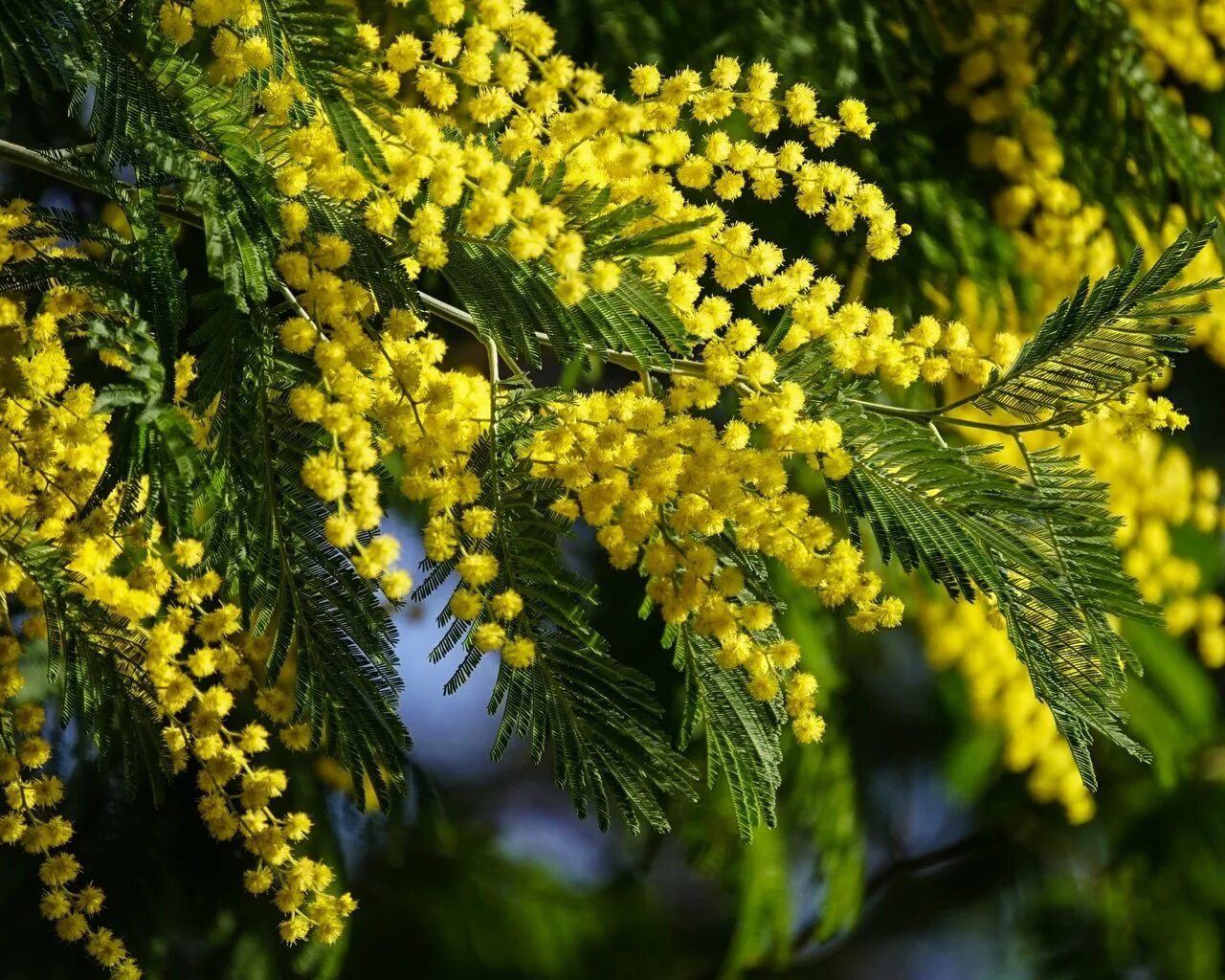 Акация Мимоза. Акация серебристая (Acacia dealbata).