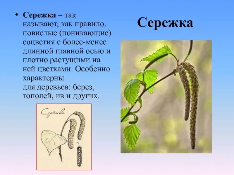 Как опыляется ольха