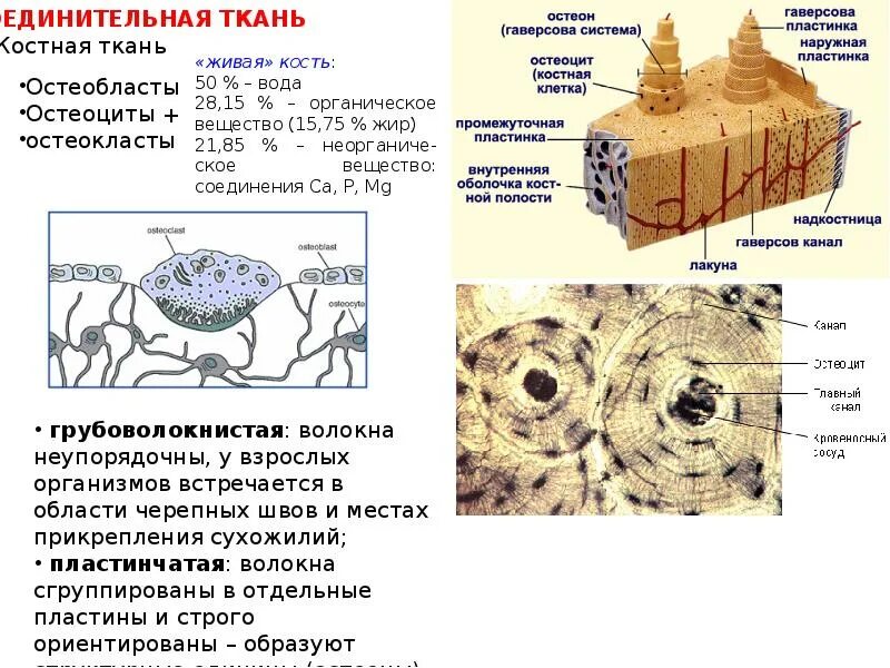 Участвует в образовании костной ткани. Костная ткань строение ткани. Костная соединительная ткань. Костная пластинчатая соединительная ткань. Костаная соединительная тканбь.