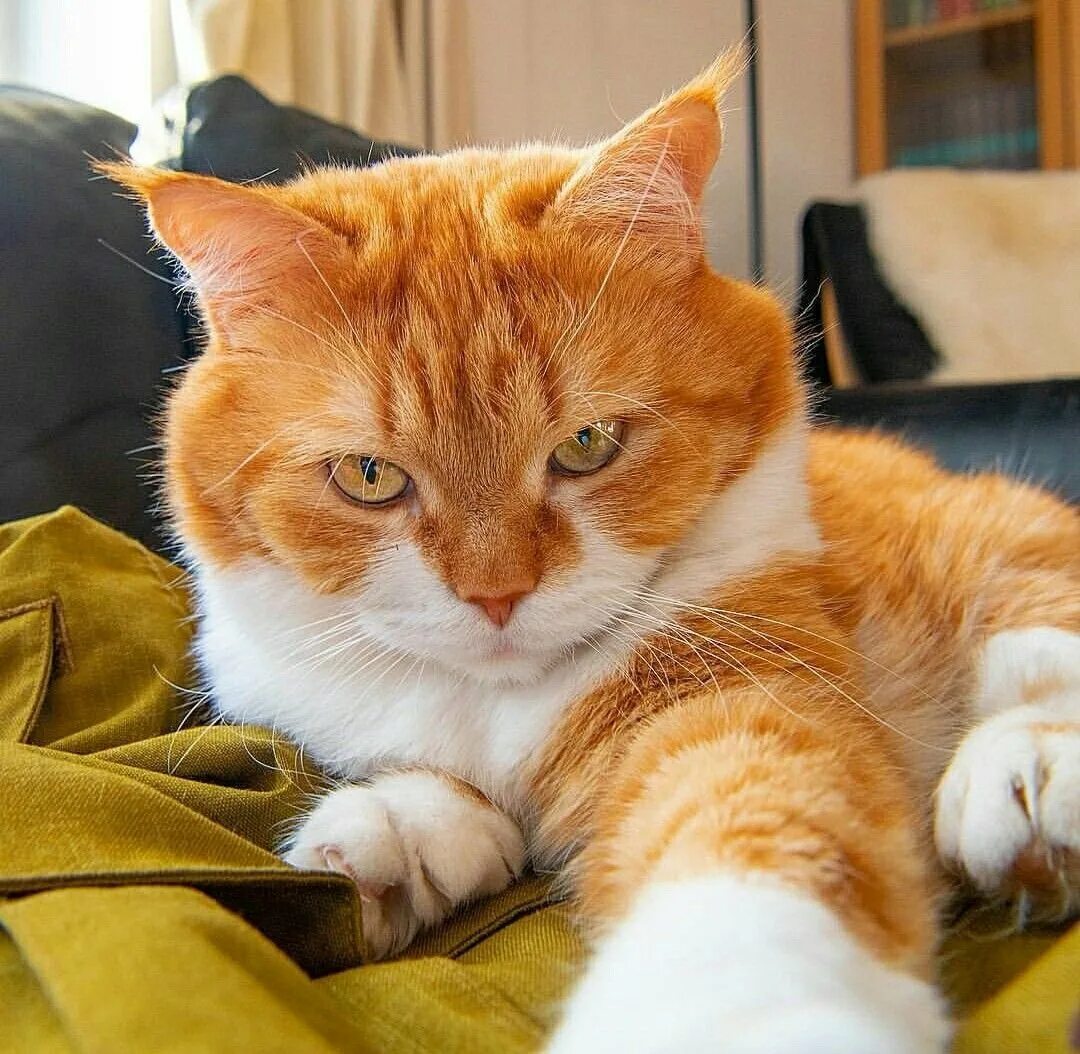 Рыжий кот варя. Сибирская кошка рыжая короткошерстная. морда рыжего кота. наглый рыжий кот. беспородные кошки рыжие.