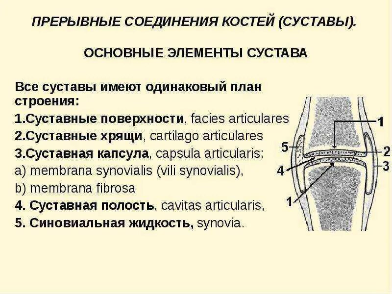 Функции суставов. Соединение костей строение сустава классификация суставов. прерывные соединения костей суставы. подвижное соединение костей строение сустава. классификация суставов прерывные соединения.