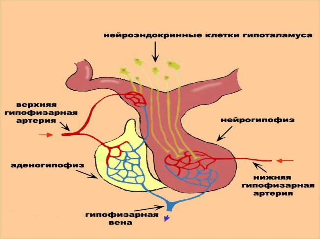 Гипофиза гипоталамо-гипофизарная система. 5. Гипоталамо-гипофизарная система. Структура гипоталамо-гипофизарной системы. 6. Гипоталамо-гипофизарная система.