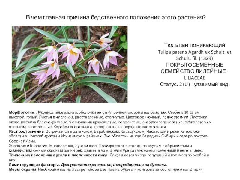 Проект растения новосибирской области Красная книга НСО 2008 Дремлик тёмно-красный Epipactis atrorubens