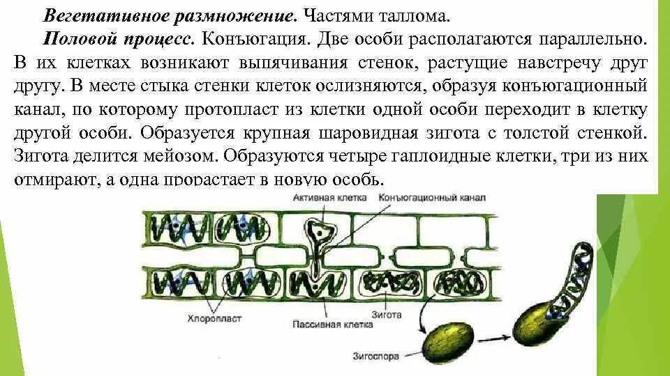 Водоросли хромосомы. Конъюгация водорослей. Вегетативное размножение клеток. Размножение частями таллома. Вегетативное размножение водорослей.