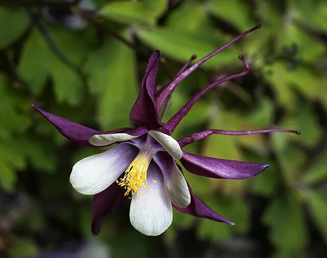 Learn about 62 types of purple flowers, plus other flower types and meaning of r