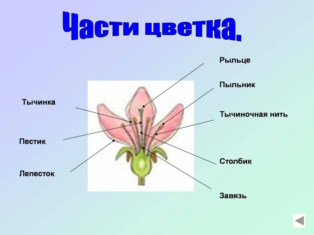 Строение цветковых рисунок. Тычинка пестик пыльник завязь. Рыльце пестика функции в цветке. Из чего состоит пестик рыльце столбик завязь. Строение цветка рыльце пестик.