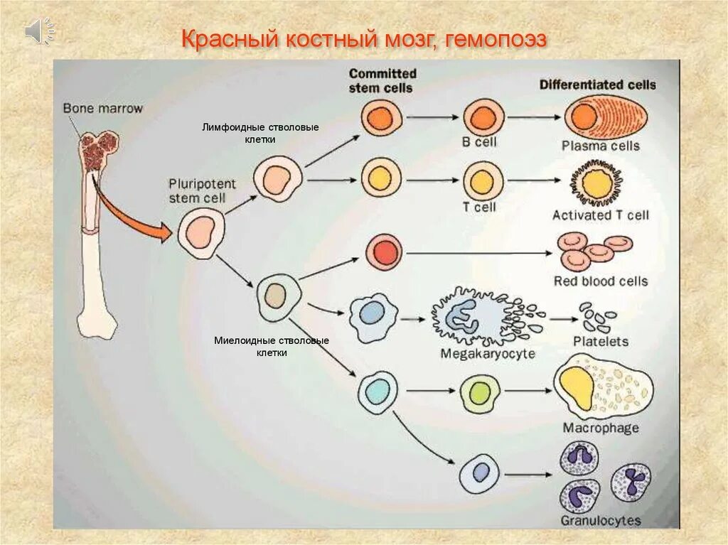 Стволовые клетки дифференцировка. Схема дифференцировки клеток иммунной системы. Дифференцировка стволовой клетки крови. Иммунная система лейкоциты. Стволовая клетка крови