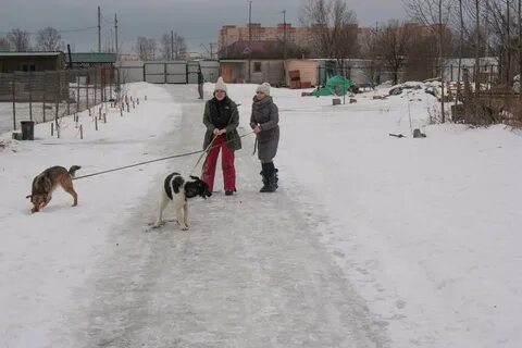 Приют одинцово