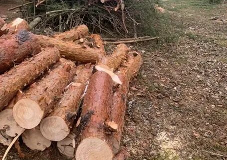 Порубочные остатки древесины