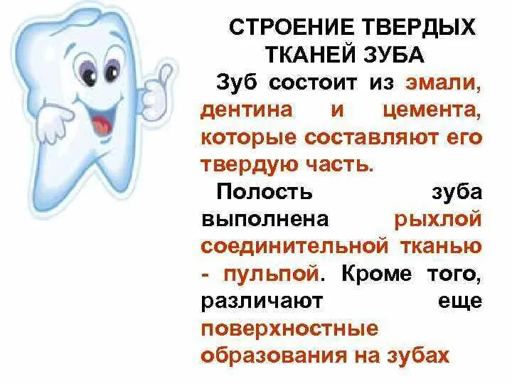 Строение твердых тканей зуба. Строение зуба ткани зуба. Строение и химический состав твердых тканей зуба. Функции тканей зубов