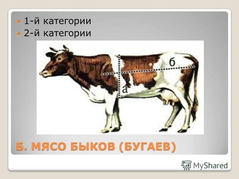 Волов и п. Мясо волов коров бугаёв. укол от упитанности для быка. чешская оценка мясных быков. волы 2 категории.