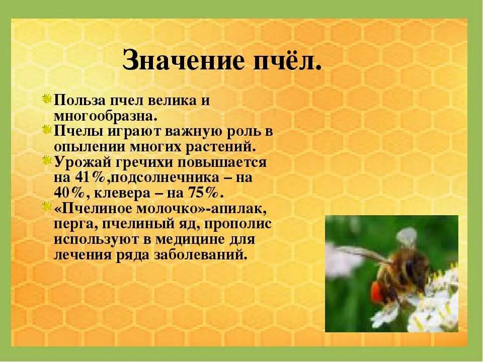 Значение пчел в природе. Значение пчел для человека. Значение пчел в жизни человека. Значение пчёл в природе и жизни человека.