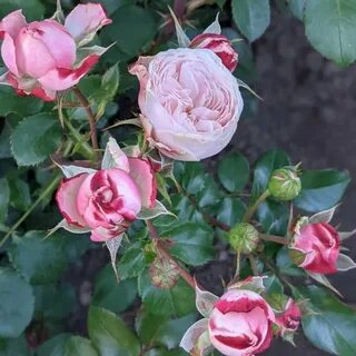 Classic rose