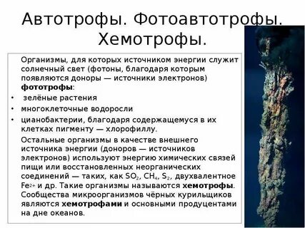 Хемотрофы
