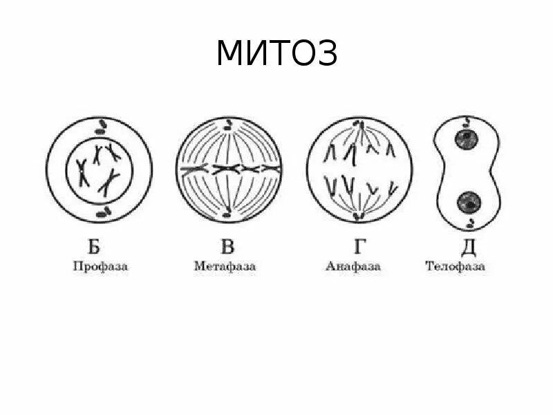 Этапы деления клетки митоз. Фазы митоза схема. Фазы деления клетки митоз рисунок. Фазы митоза 6 фаз.