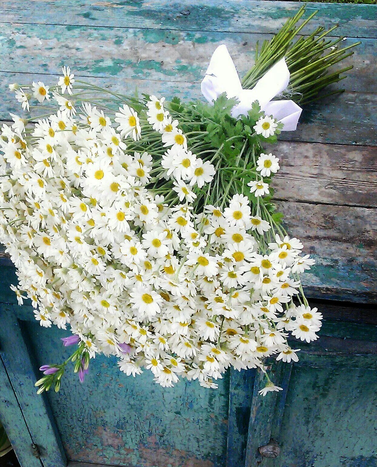 Ромашкового дня