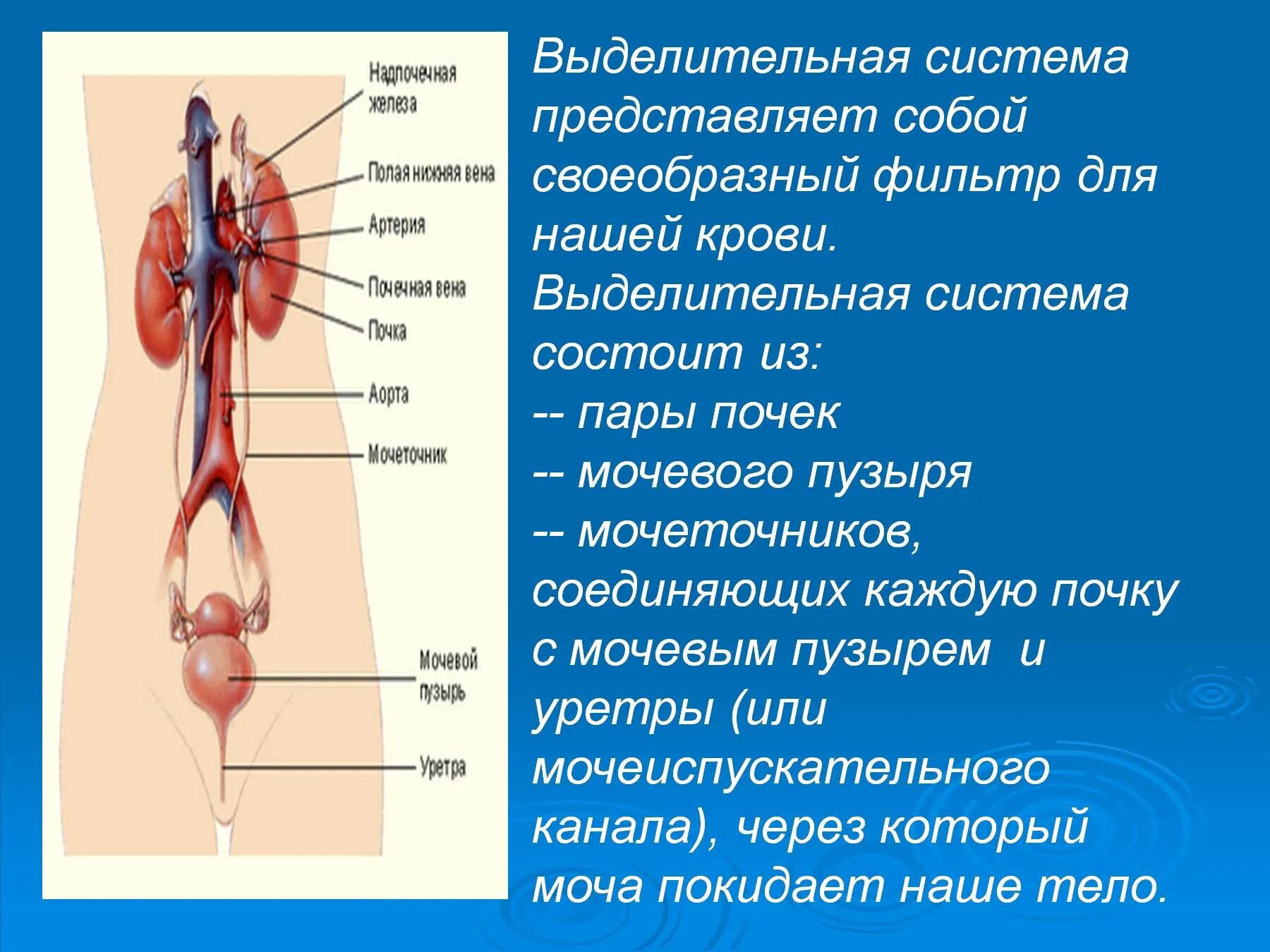 Выделение 8 класс человек. Органы из которых состоит выделительная система. выделительная система функции кратко. выделительная система орган строение функции. выделительная система человека органы входящие в систему.