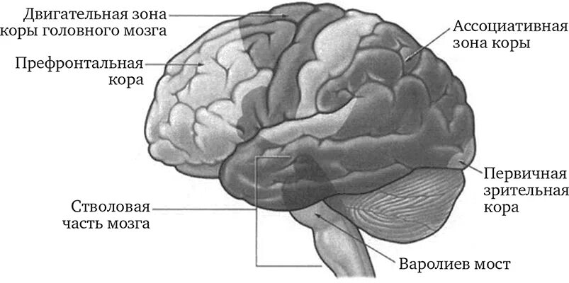 Ассоциативная область коры головного мозга. Ассоциативные зоны коры большого мозга. Двигательные зоны коры головного мозга. Задняя ассоциативная зона коры больших полушарий.