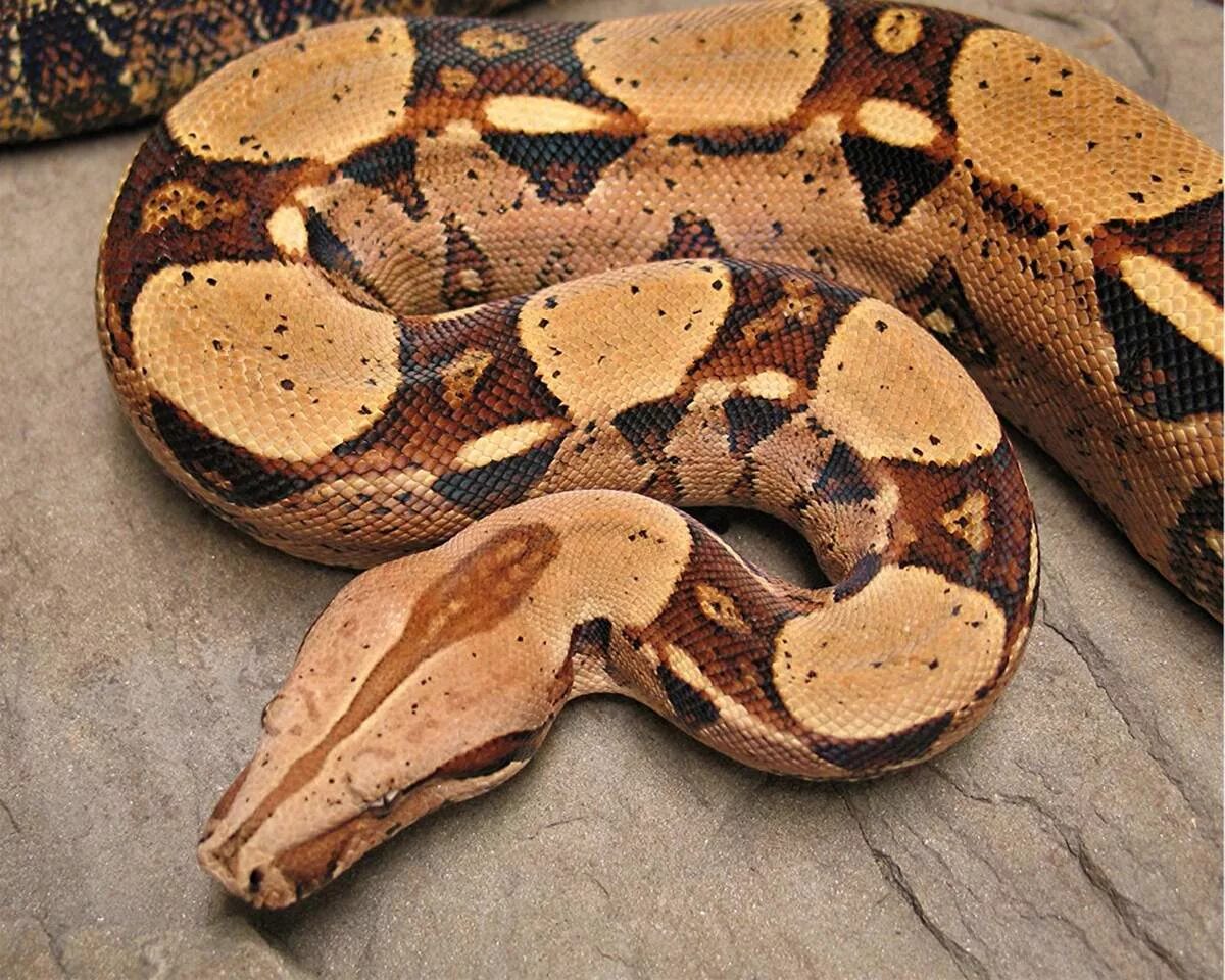Питон обыкновенный. Боа (обыкновенный удав). Обыкновенный удав. Боа констриктор. Питон боа констриктор.