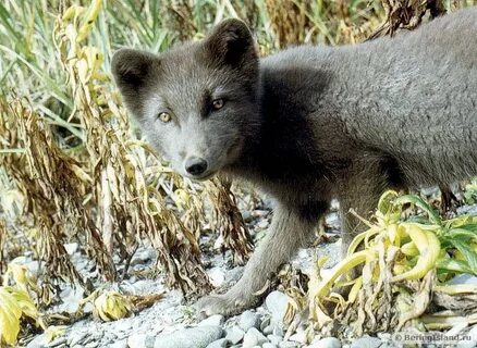 Голубой песец из красной книги