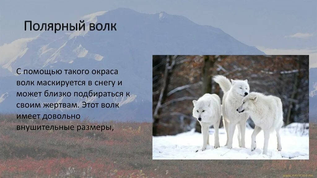 Полярный волк где находится на карте. Полярный волк в тундре. Волк в тундре. Полярный волк в тундре сообщение. Полярный волк доклад.