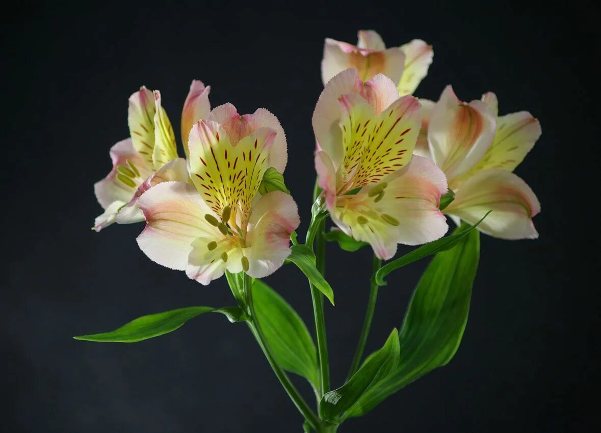 Названия цветов растений для букетов. Цветы названия. Названия цветов живых. Названия цветов живых. Цветовая гамма букета.