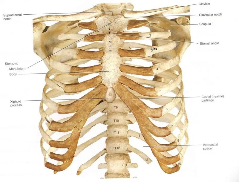 Между 6 и 7 ребром. Нумерация ребер грудной клетки. Грудная клетка анатомия 10 ребро. EXTREMITAS anterior ребра. Ребра человека анатомия.